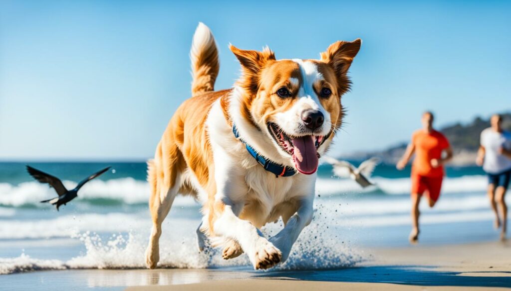 Hund-friendly Aktivitäten auf Norderney